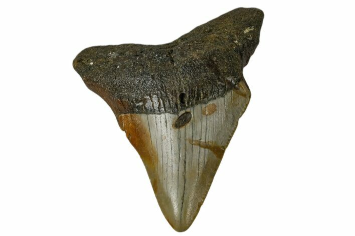 Bargain, Juvenile Megalodon Tooth - North Carolina #172643